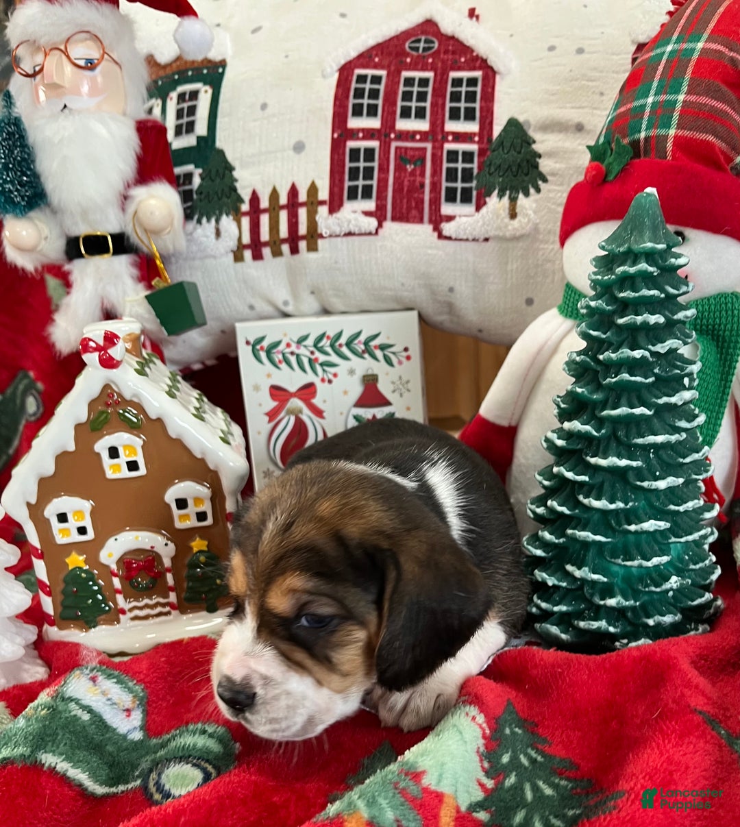 Beagle dogs for sale: Beagle Puppy 2 - Ad 6