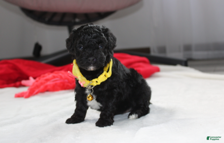Yorkiepoo dogs Rocky - Ad 1