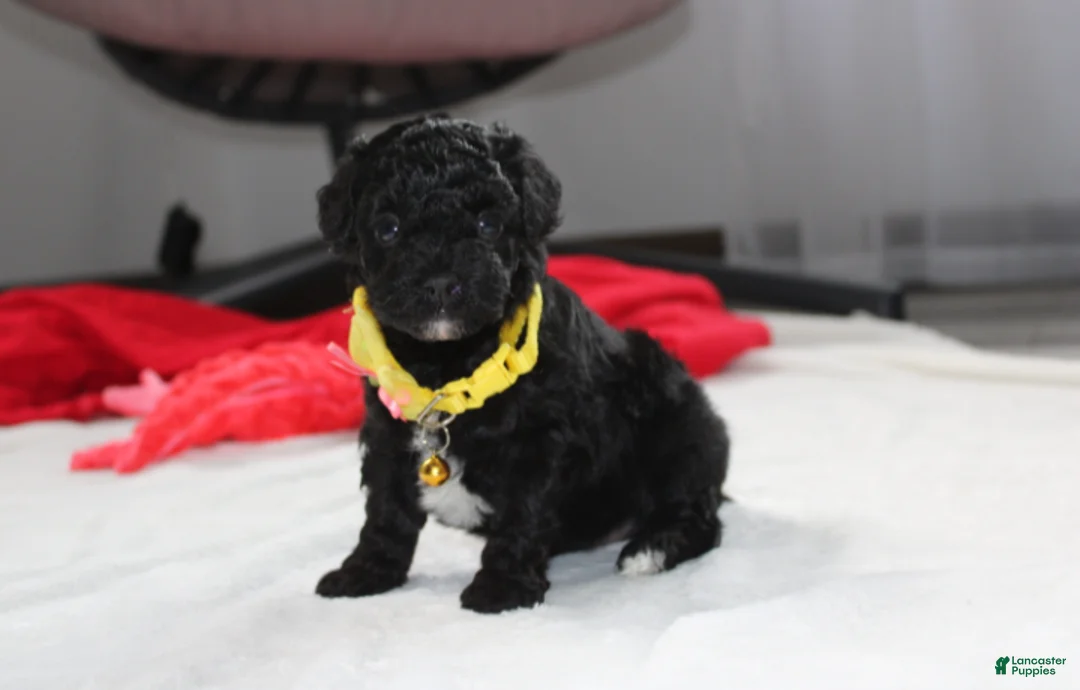Yorkiepoo dogs for sale: Rocky - Ad 1