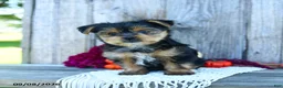 Yorkshire Terrier dogs for sale: Simon - Ad 5