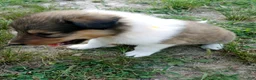 Collie dogs for sale: Sable Male, Yellow collar - Ad 2