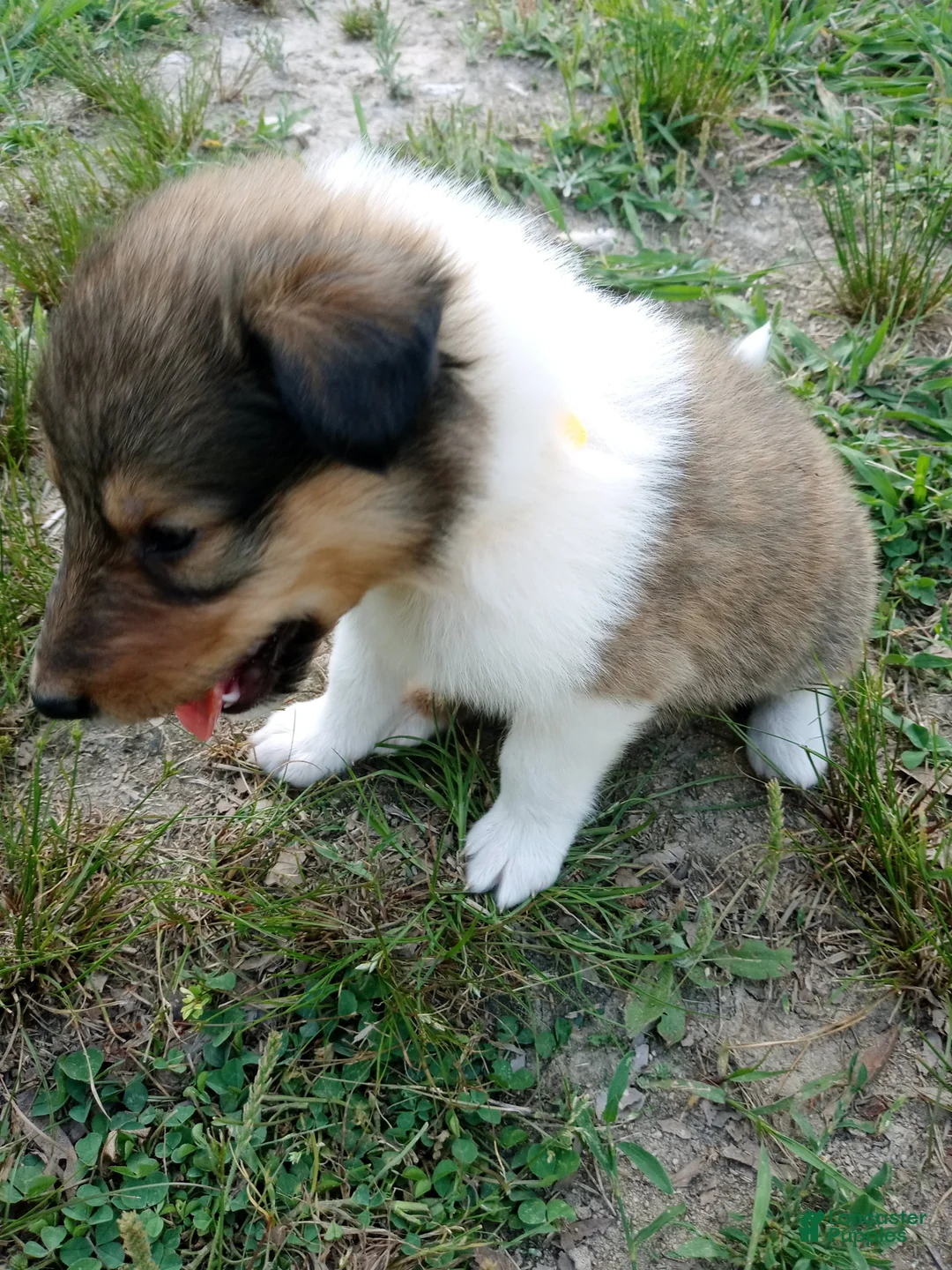 Collie dogs for sale: Sable Male, Yellow collar - Ad 2