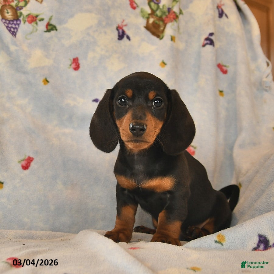 Dachshund dogs Bow - Ad 2