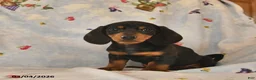 Dachshund dogs for sale: Bow - Ad 2