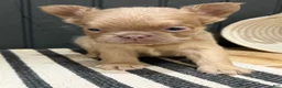 French Bulldog dogs for sale: Cinnamon - Ad 8