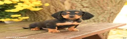 Miniature Dachshund dogs for sale: Diamond - Ad 5