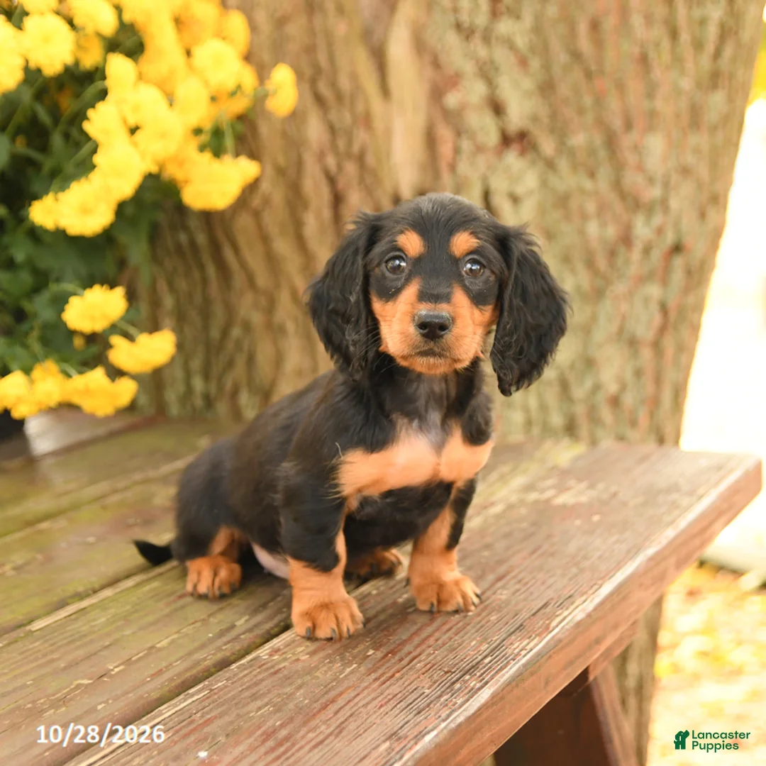 Miniature Dachshund dogs for sale: Diamond - Ad 5