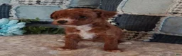 Toy Poodle dogs for sale: Rosy  - Ad 1