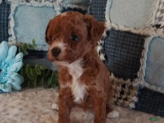 Toy Poodle dogs for sale: Rosy - Ad 1