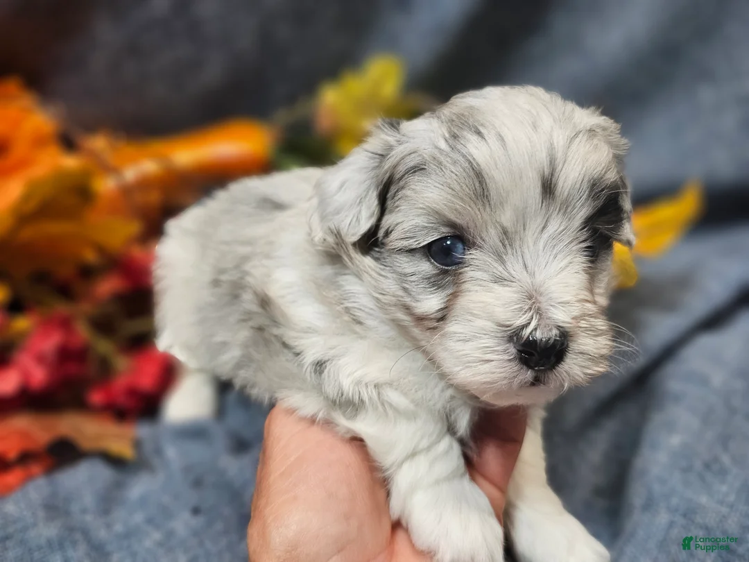 Maltipoo dogs for sale: Jazz - Ad 9