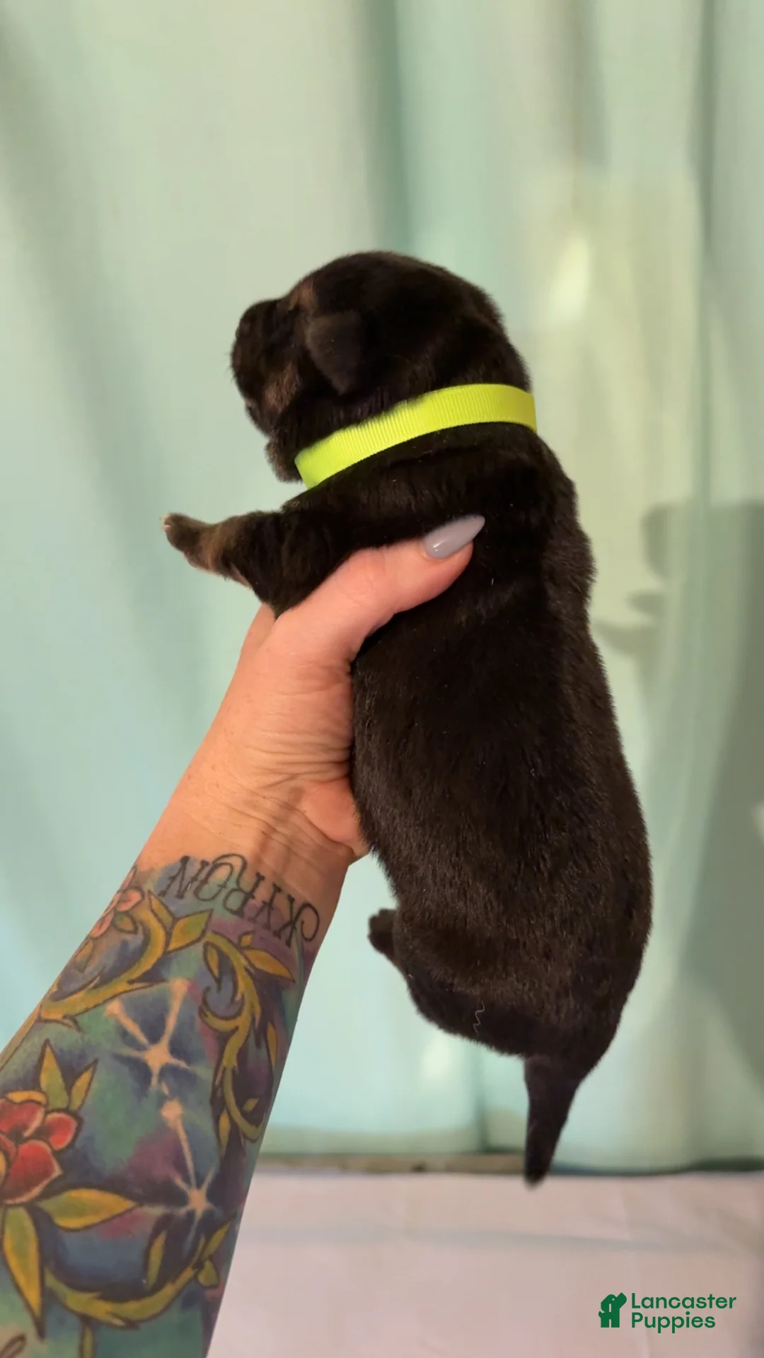 German Shepherd dogs for sale: German Shepherd 3 - Ad 2