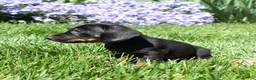 Miniature Dachshund dogs for sale: Checkers - Ad 4