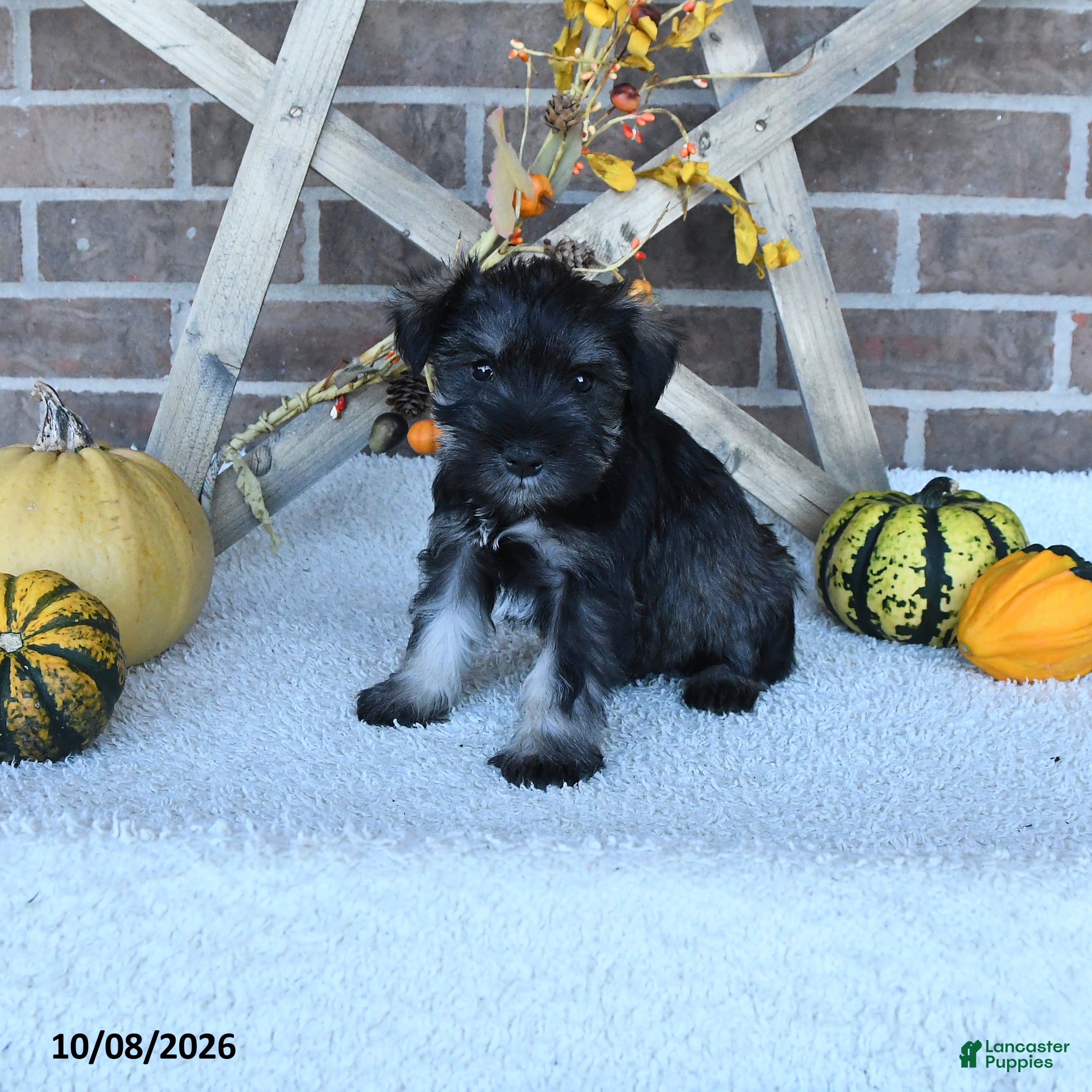 Miniature Schnauzer dogs Austin - Ad 2
