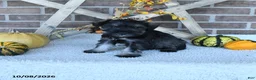 Miniature Schnauzer dogs for sale: Austin - Ad 2