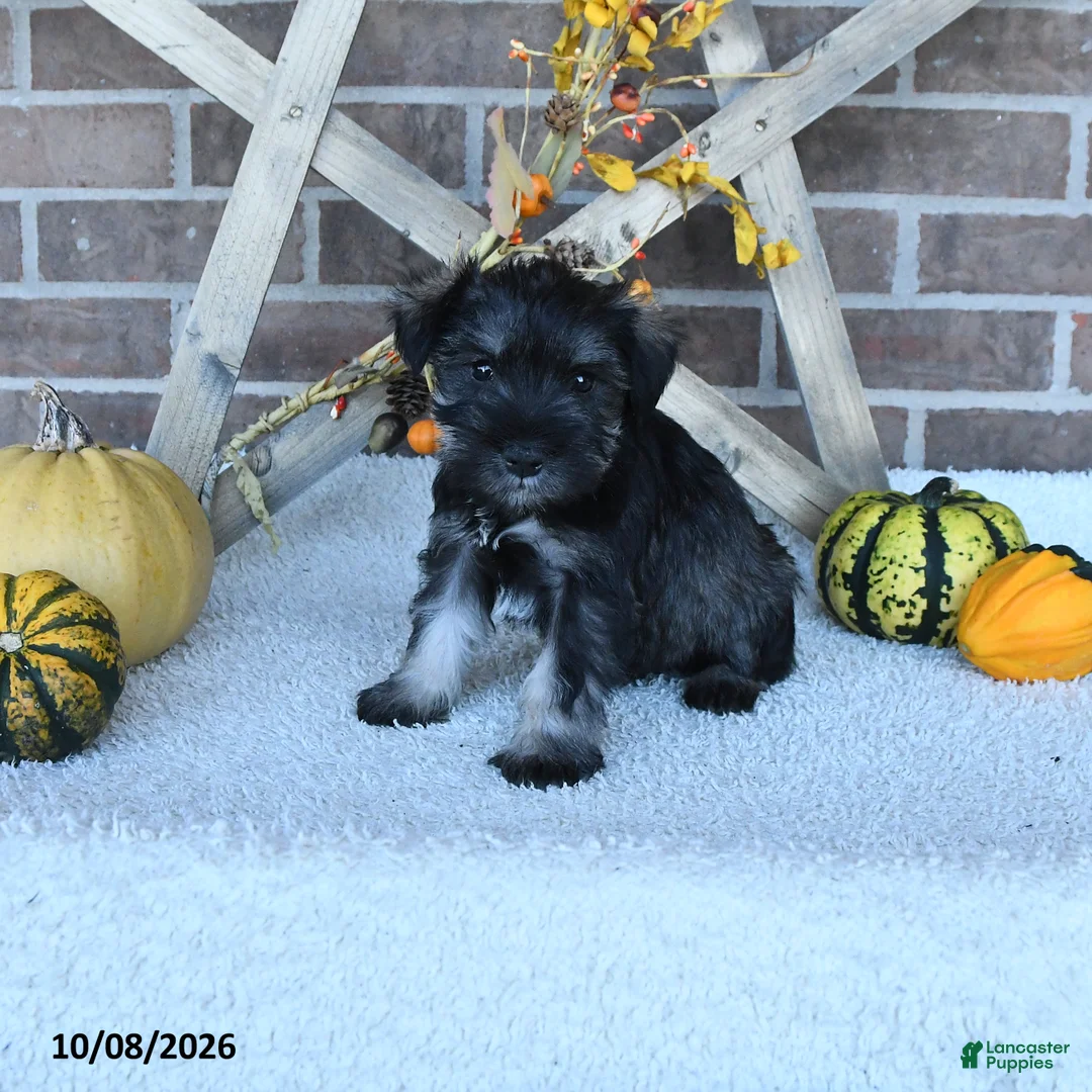 Miniature Schnauzer dogs for sale: Austin - Ad 2