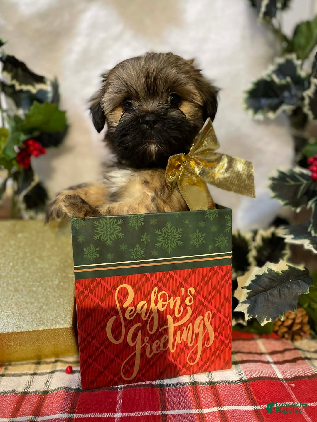 Mixed Breed dogs for sale: Mixed Breed Puppy 1 - Ad 1