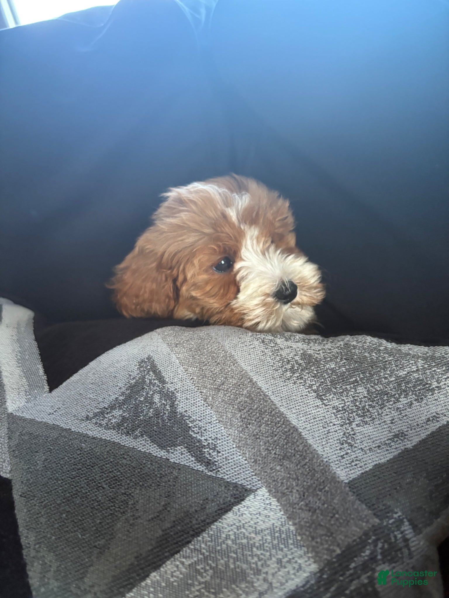 Cavapoo dogs CALI❤️🐾 - Ad 1