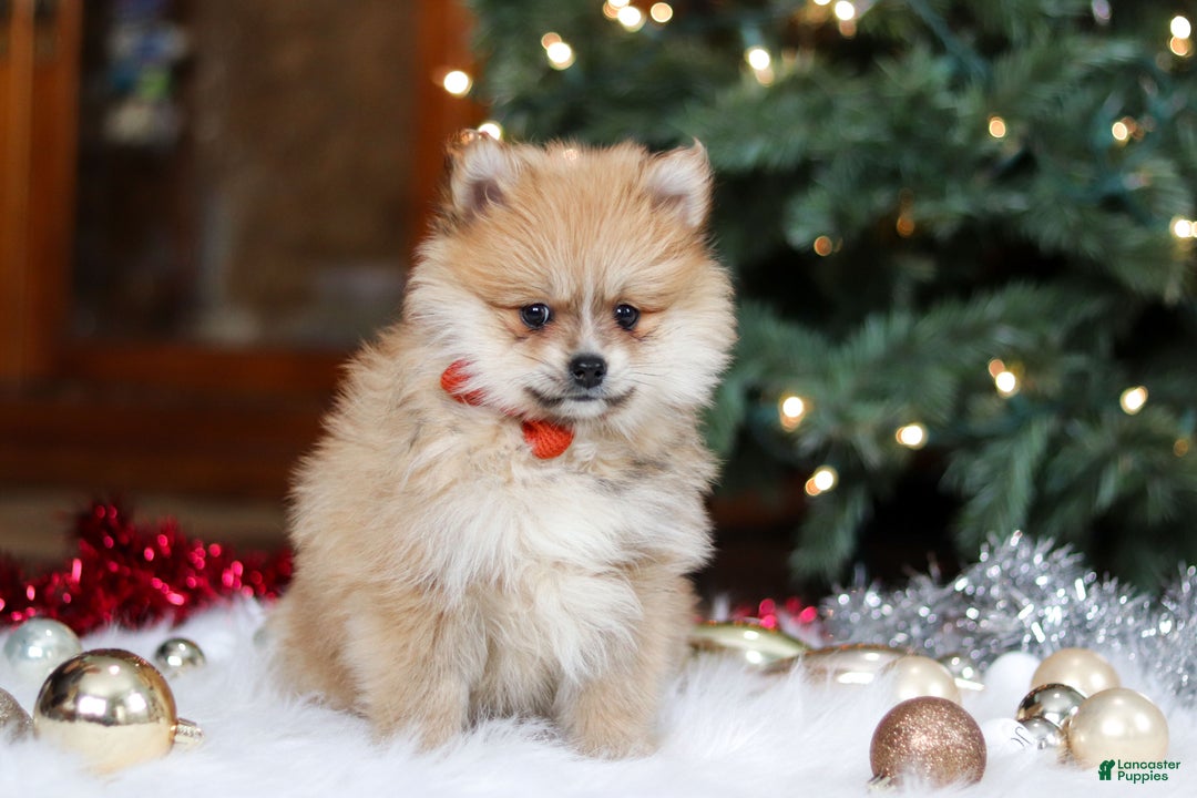 Pomeranian dogs for sale: Crew - Ad 3