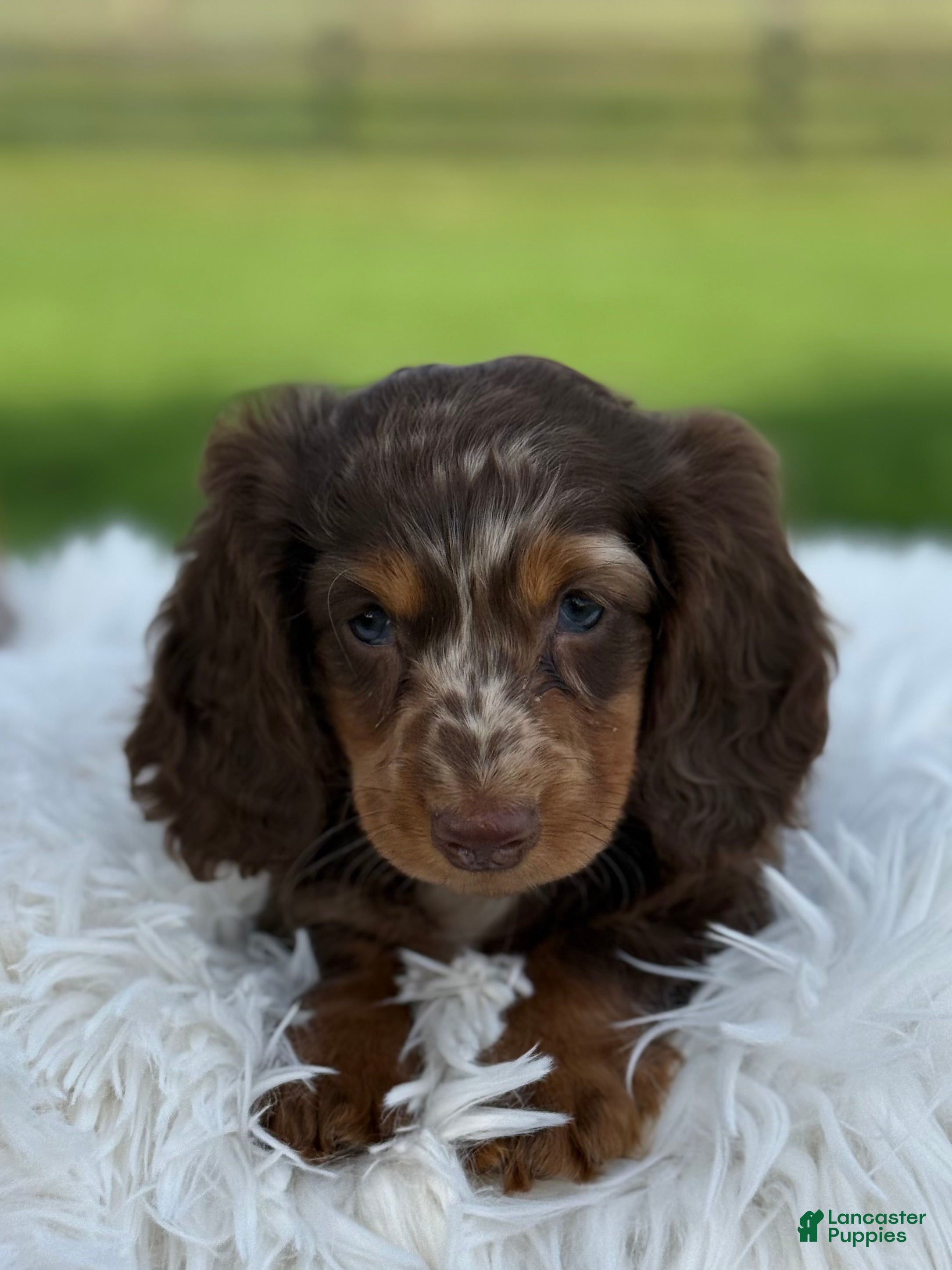 Miniature Dachshund dogs Bentley  - Ad 1