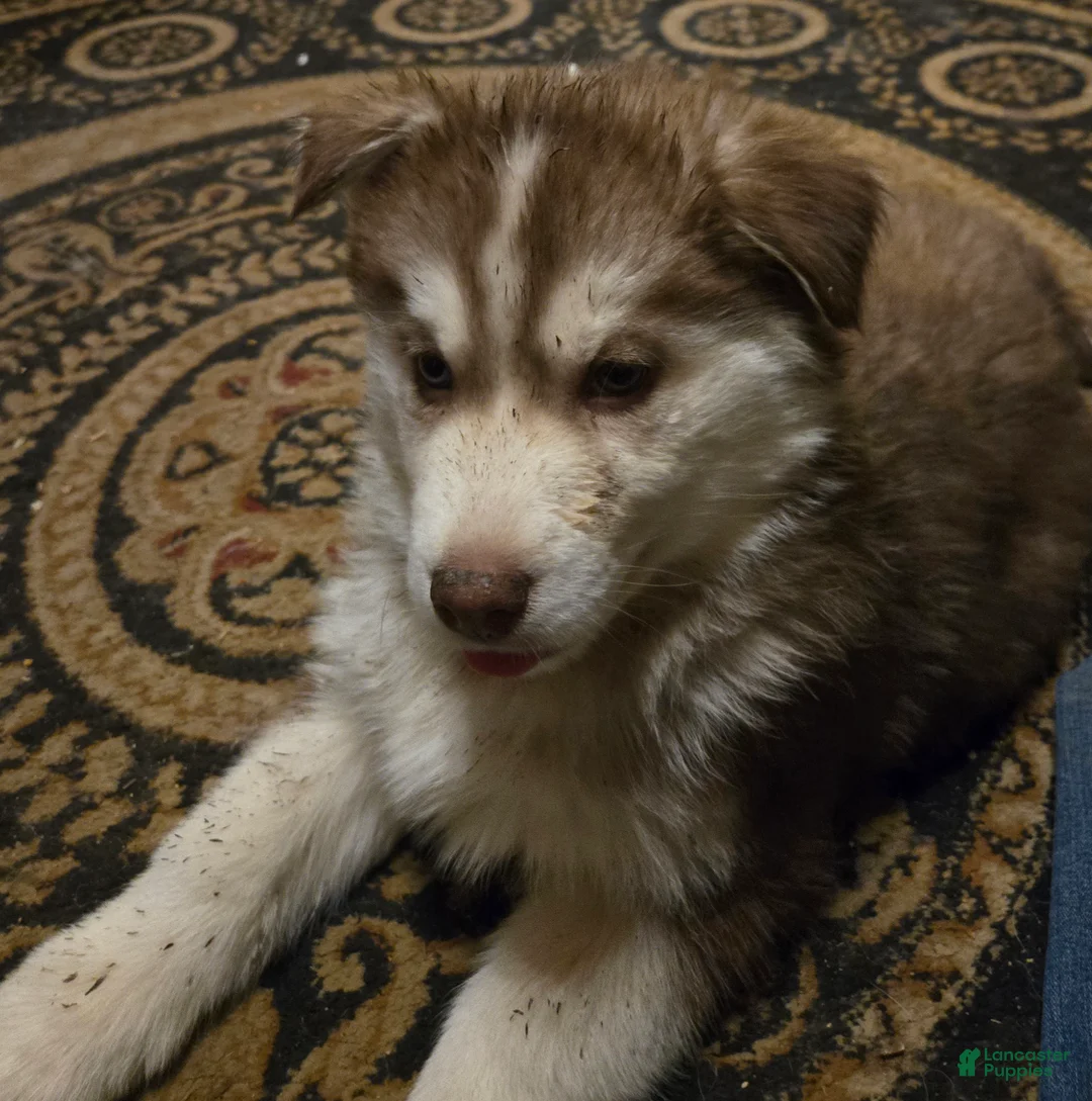 Siberian Husky dogs for sale: George - Ad 2