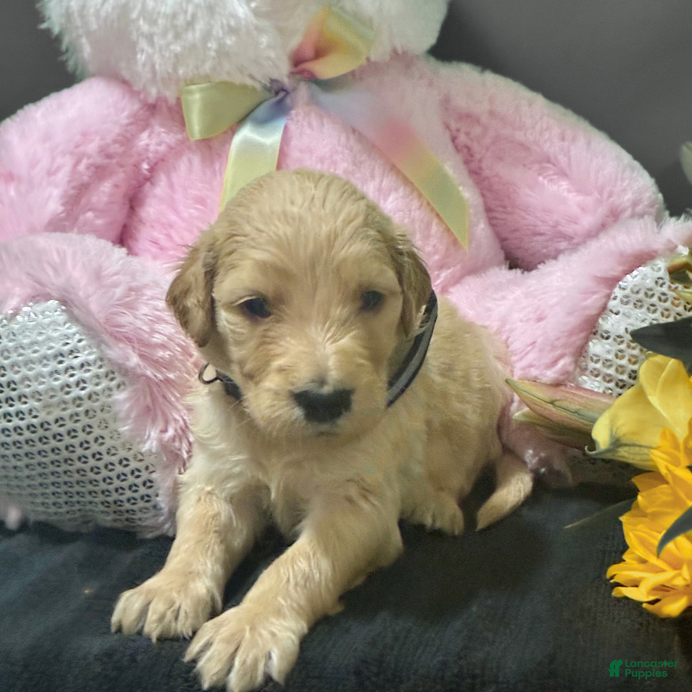 Goldendoodle dogs Ventress - Ad 1