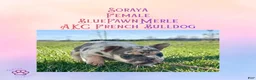 French Bulldog dogs for sale: Soraya, Female - Ad 4