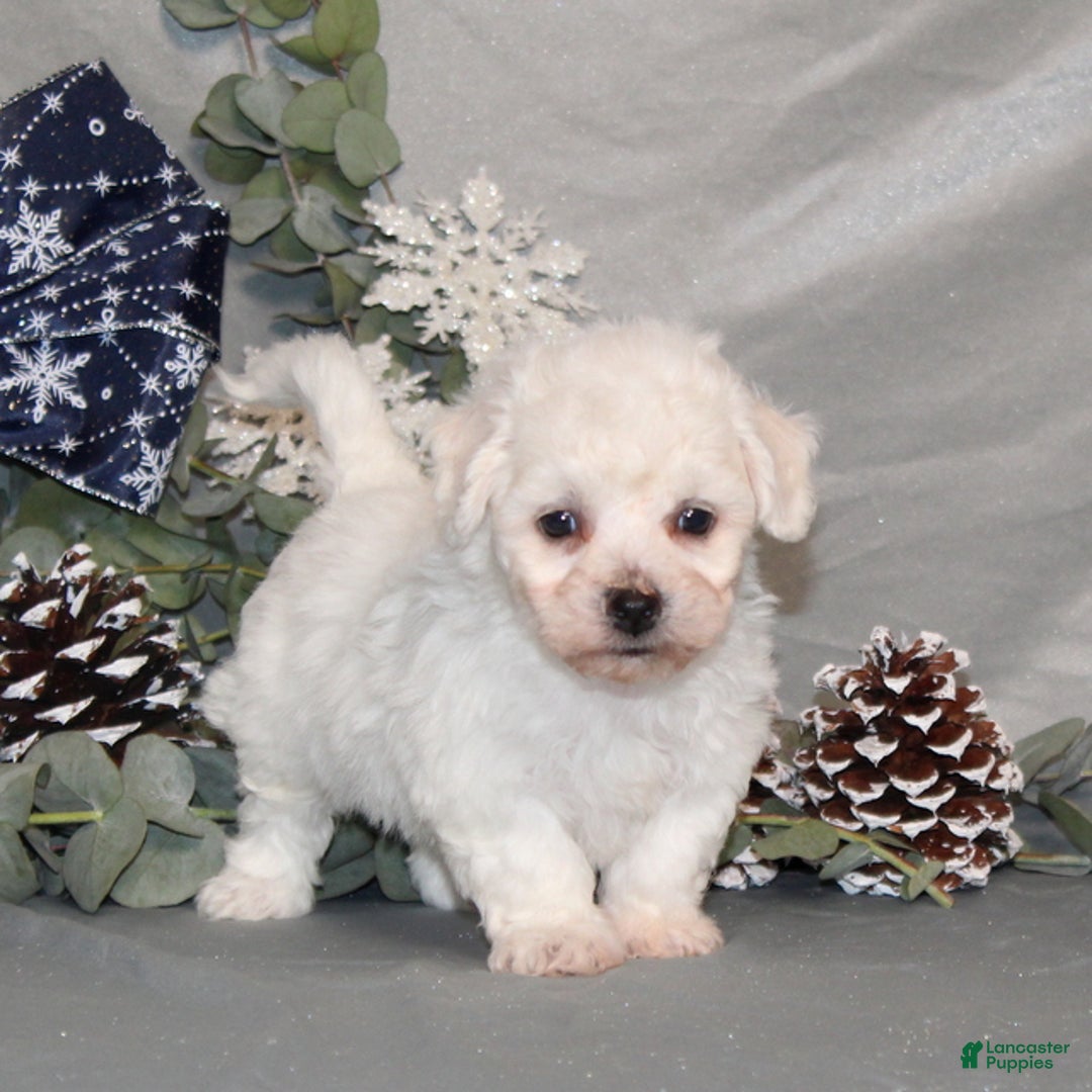 Bichon Frise dogs for sale: Toby - Ad 1