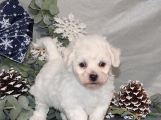 Bichon Frise dogs Toby - Ad 12