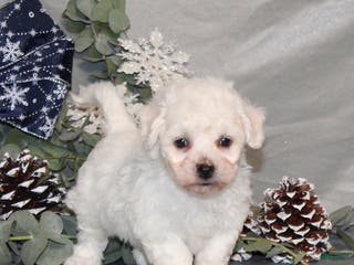 Bichon Frise dogs Toby - Ad 10