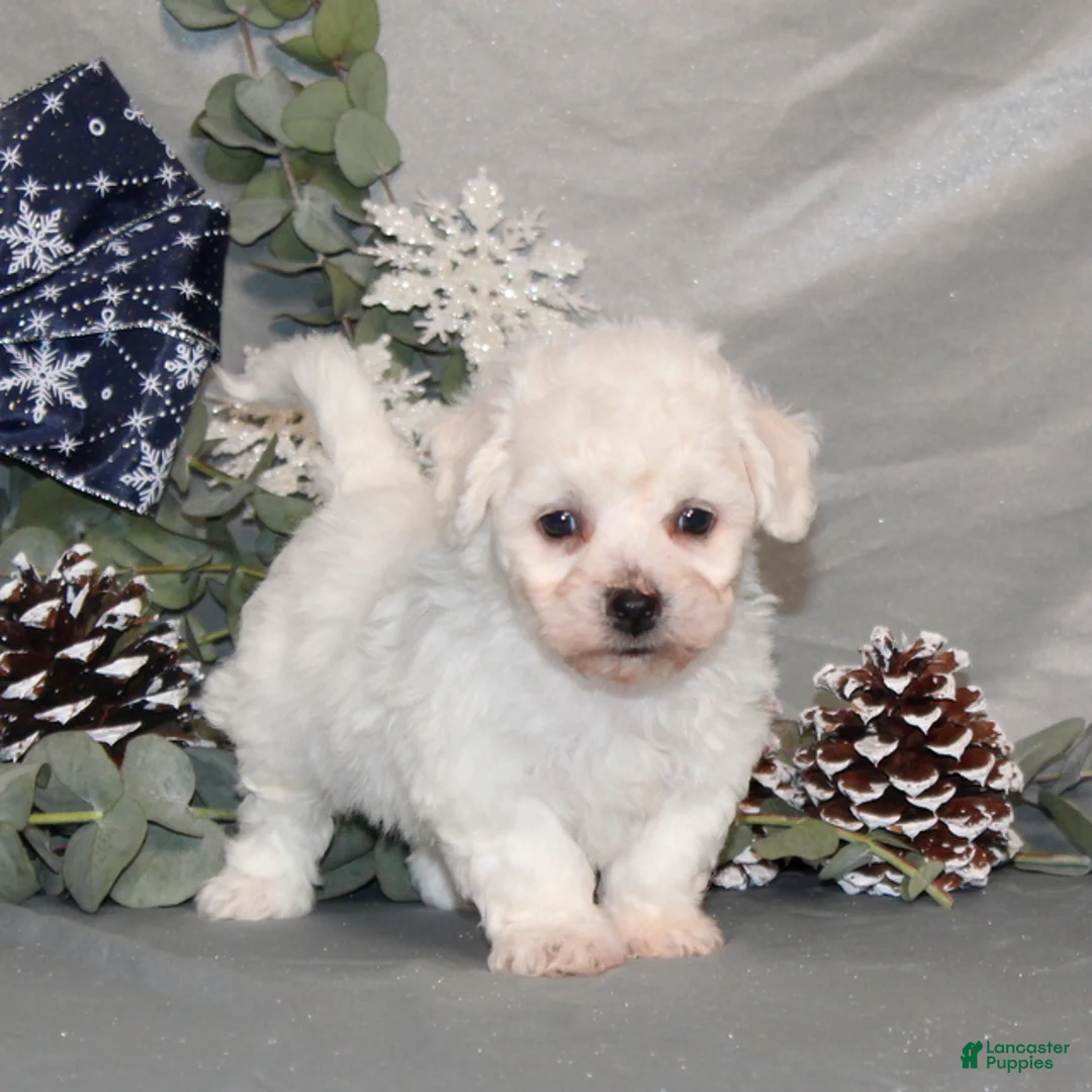 Bichon Frise dogs for sale: Toby - Ad 1