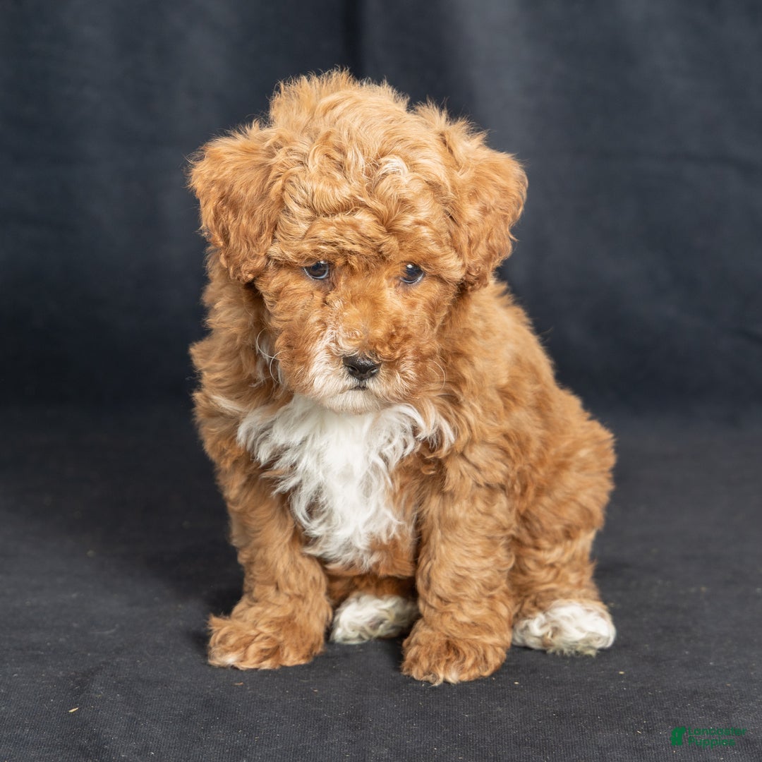 Miniature Poodle dogs for sale: Kay - Ad 3