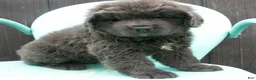 Newfoundland dogs for sale: Delilah - Ad 1