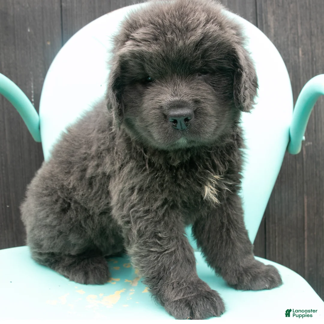 Newfoundland dogs for sale: Delilah - Ad 1