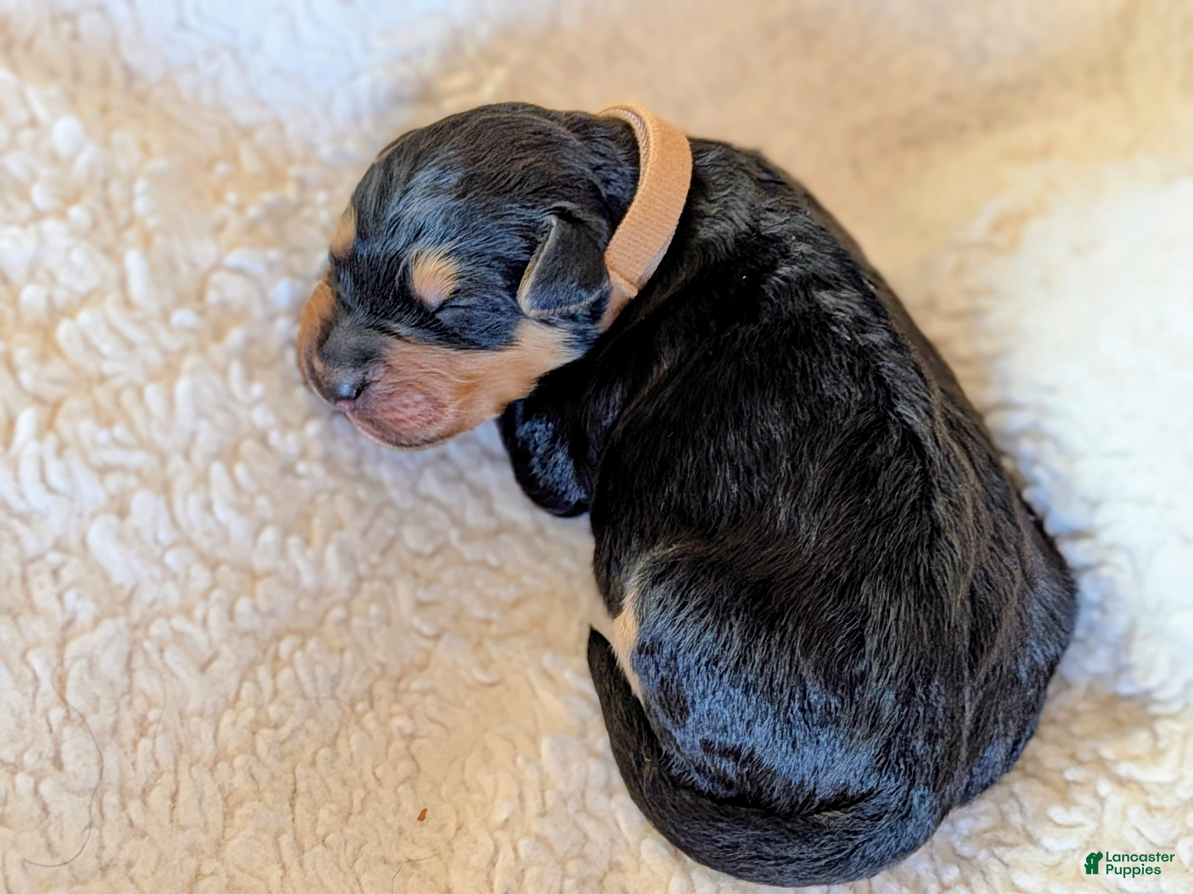 Mixed Breed dogs Goldador/Bernadoodle Puppy 7 - Ad 36