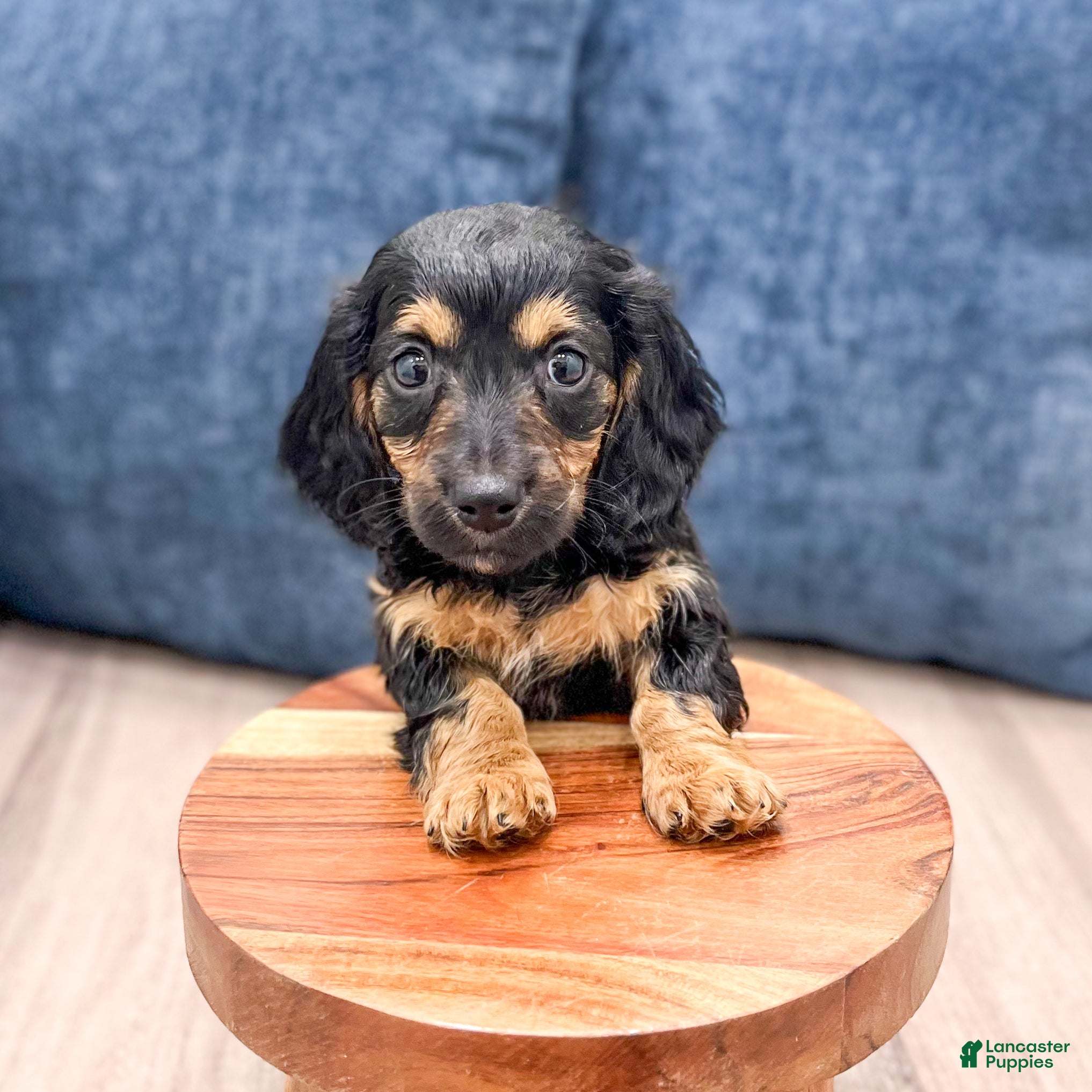 Miniature Dachshund dogs Benji - Ad 2