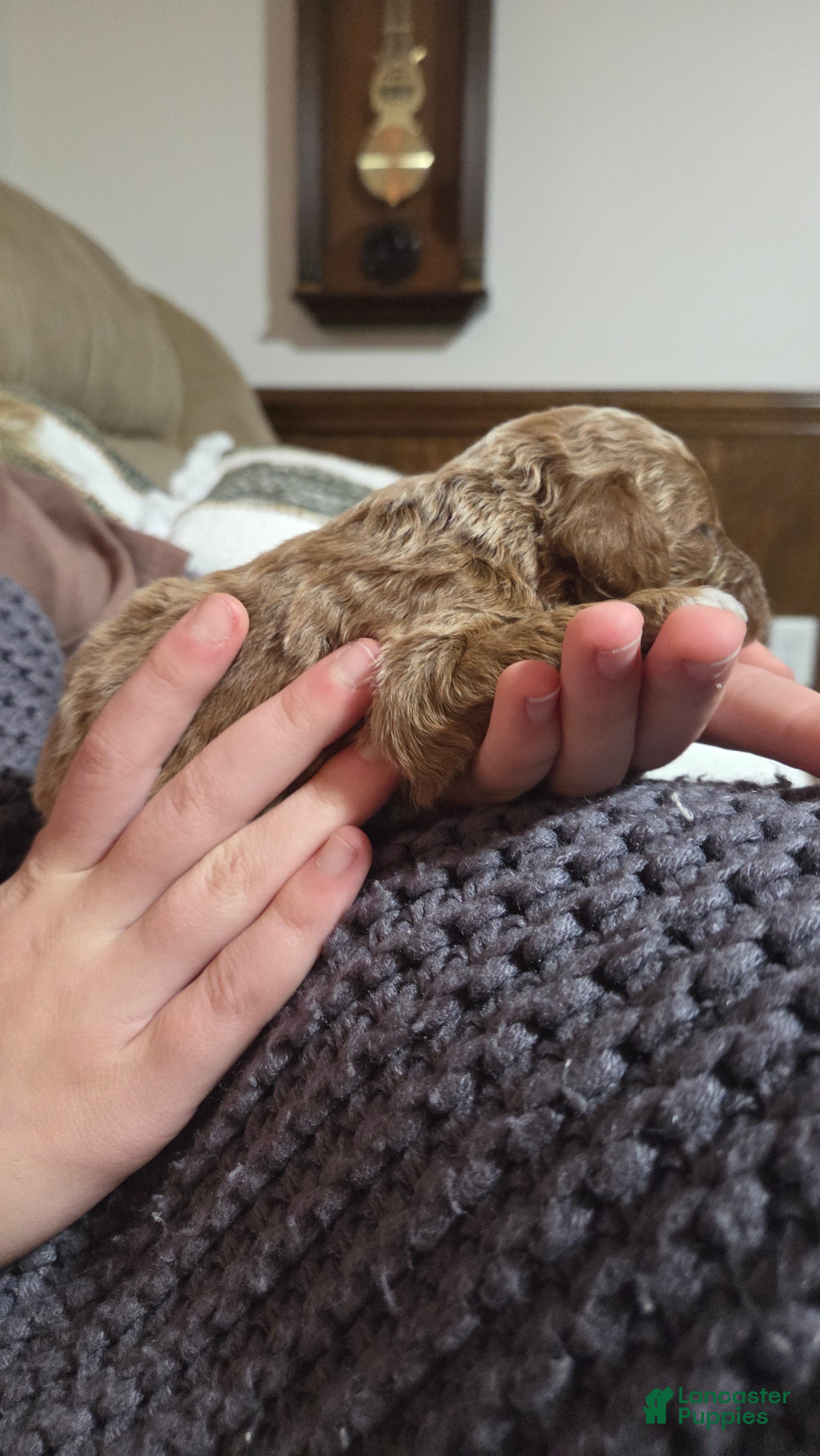 Cavapoo dogs Dutton  - Ad 40