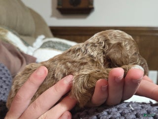 Cavapoo dogs Dutton - Ad 29