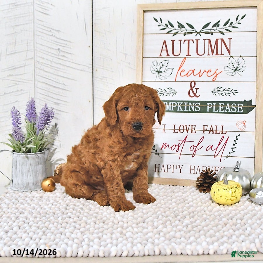 Mini Goldendoodle dogs Cinnamon - Ad 2