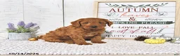 Mini Goldendoodle dogs for sale: Cinnamon - Ad 2