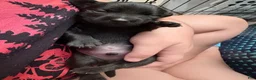 Mixed Breed dogs for sale: Mixed Breed 1 - Ad 6