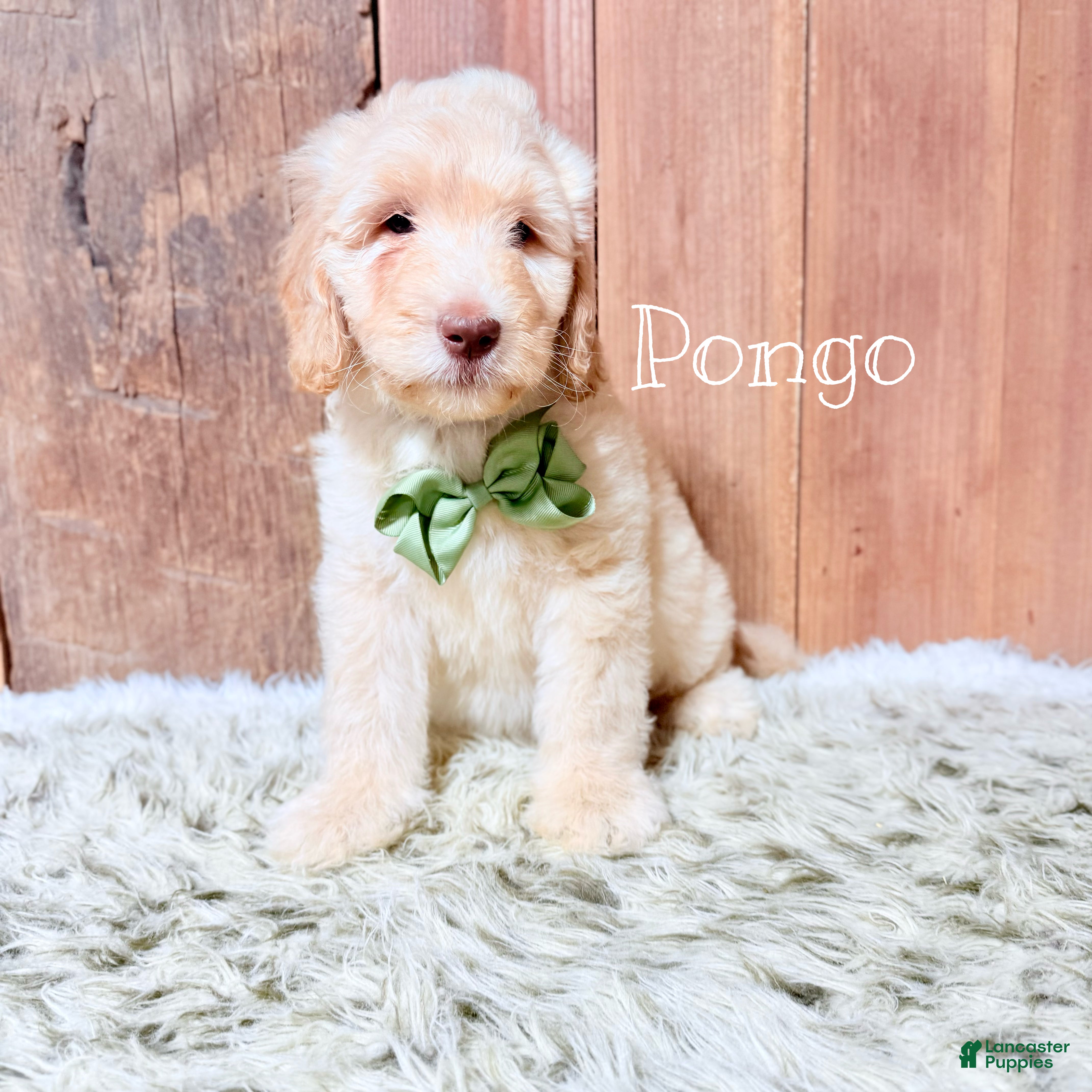 Saint Berdoodles dogs Pongo - Ad 2