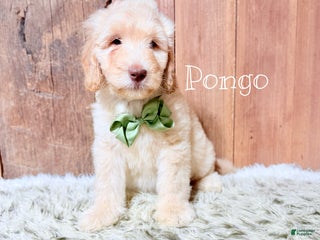 Saint Berdoodles dogs Pongo - Ad 9