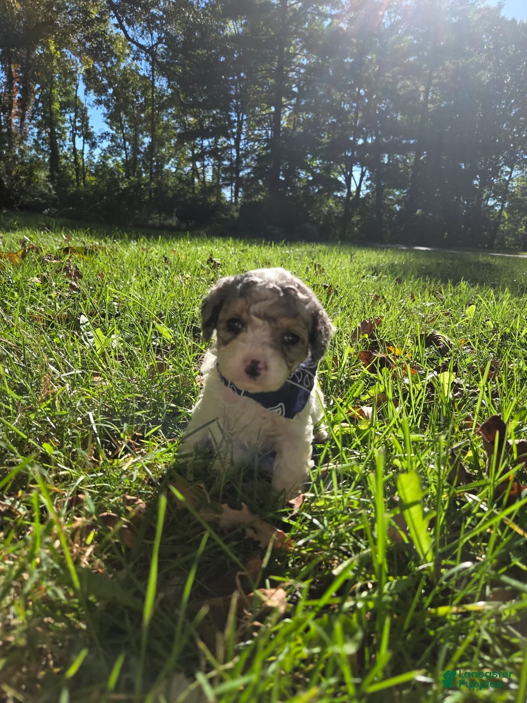 Cavapoo dogs for sale: Lily - Ad 2