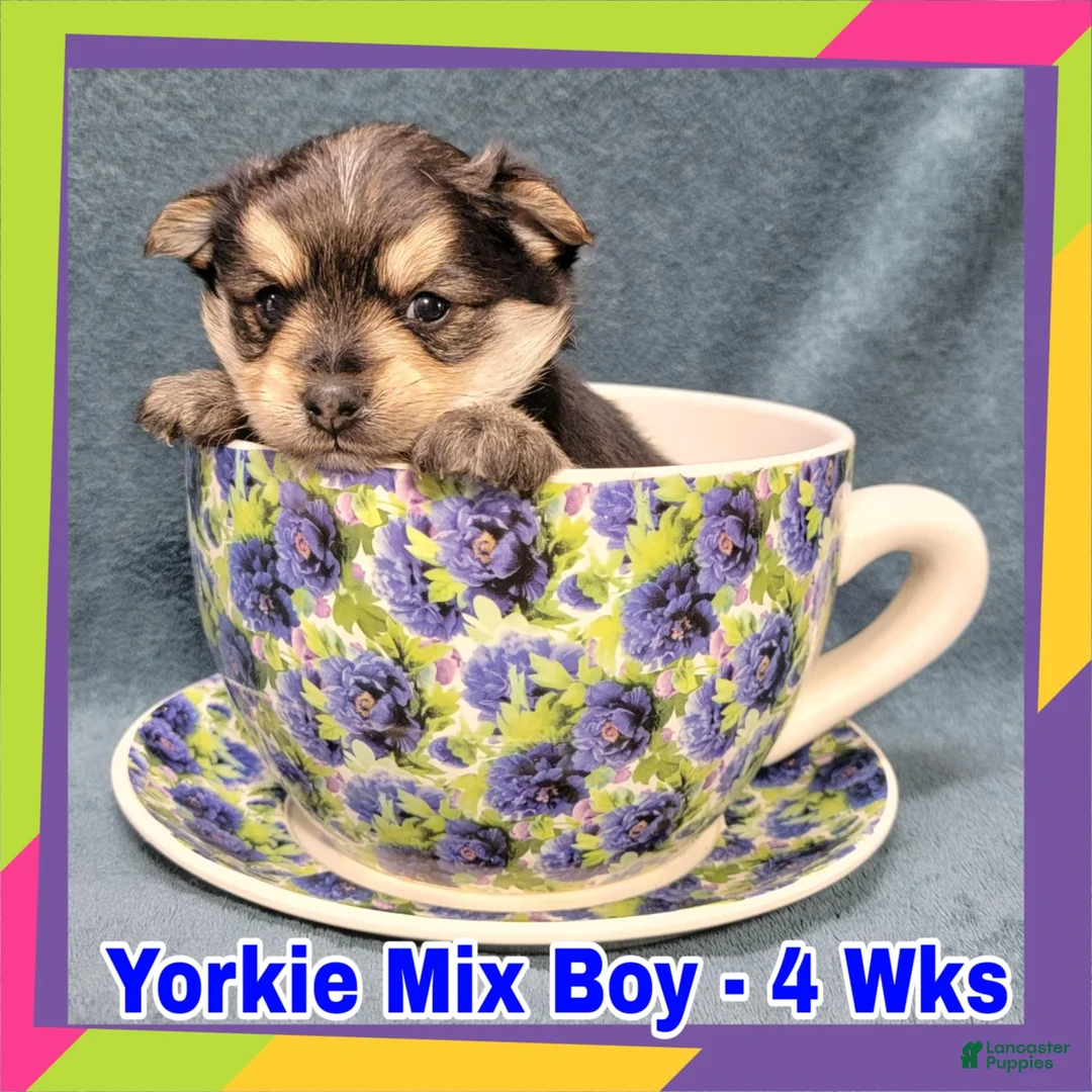 Mixed Breed dogs for sale: Porkie Boy - Ad 2