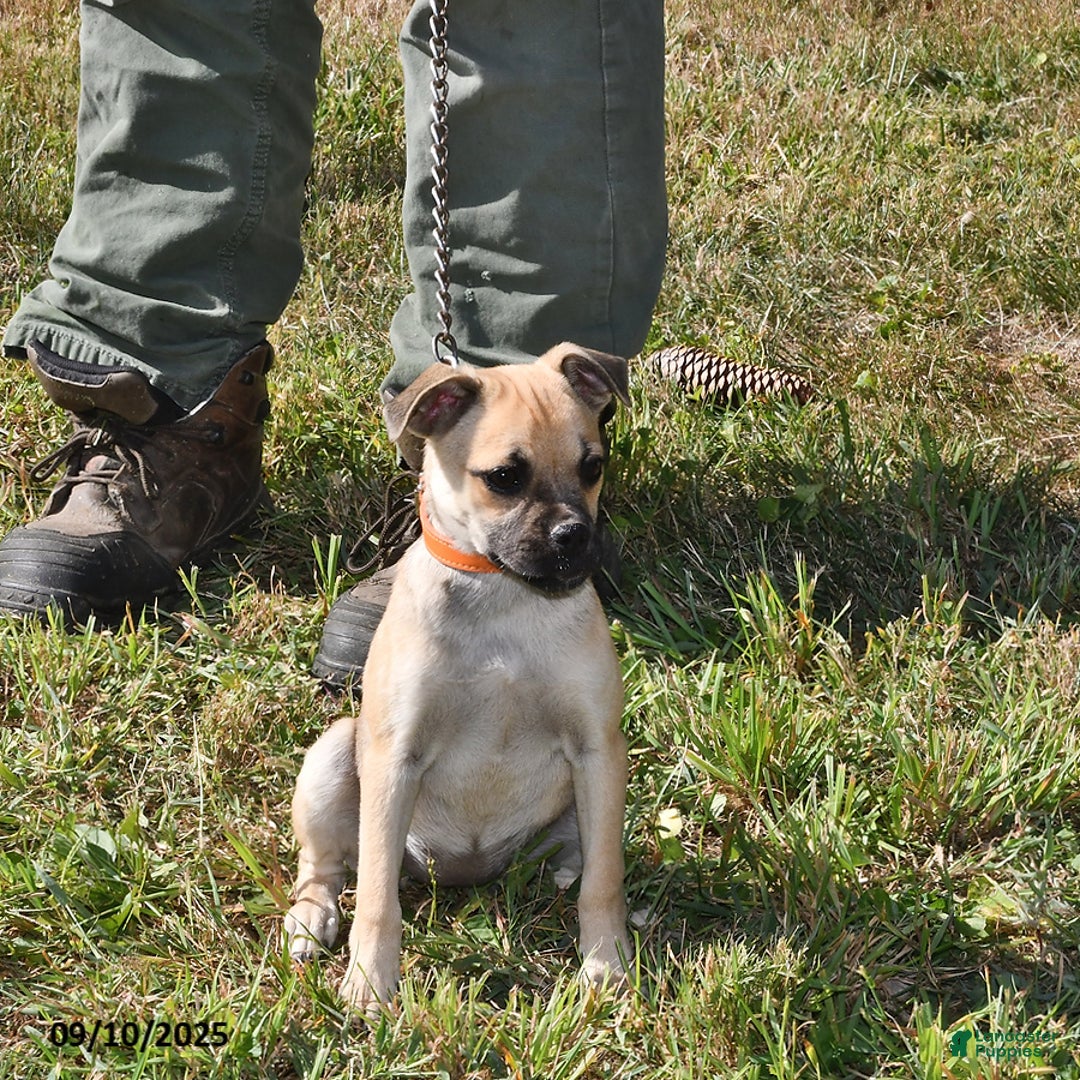 Mixed Breed dogs for sale: Bandit - Ad 5