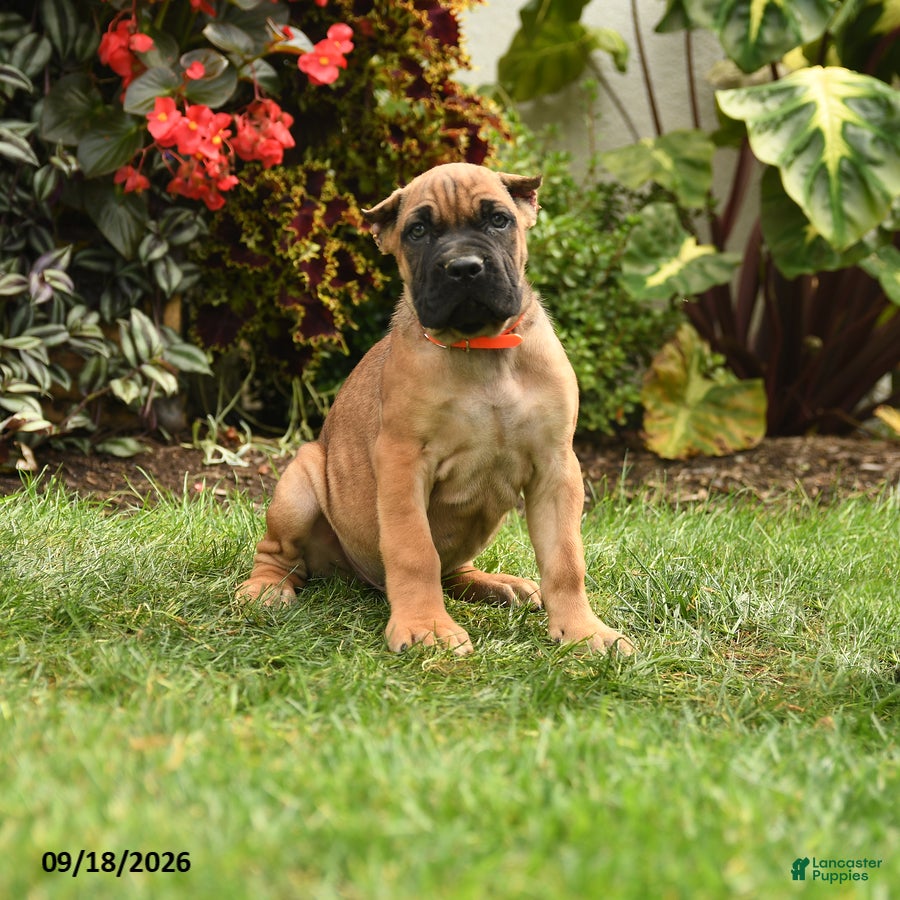 Cane Corso dogs Quigley - Ad 1