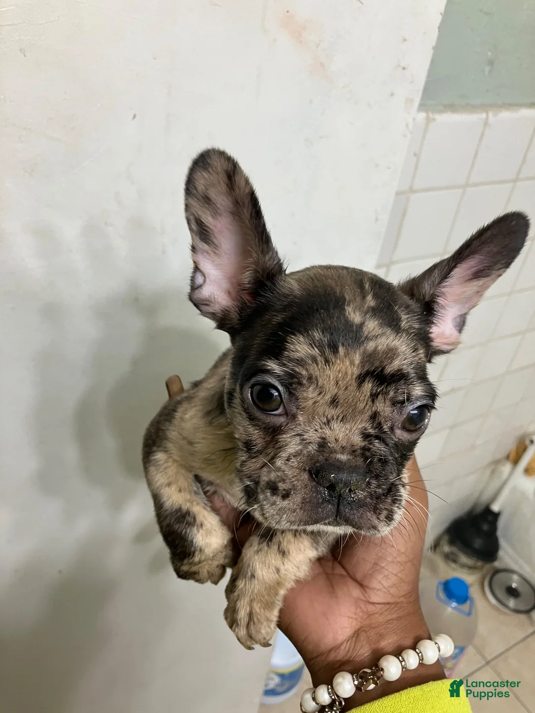 French Bulldog dogs for sale: French Bulldog 2 - Ad 2