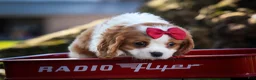 Cavalier King Charles Spaniel dogs for sale: Princeton🐶 - Ad 16