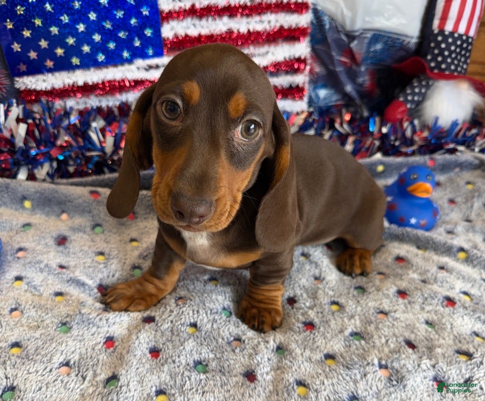Miniature Dachshund dogs Bucky - Ad 29