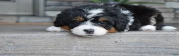 Mini Bernedoodle dogs for sale: Cody - Ad 12